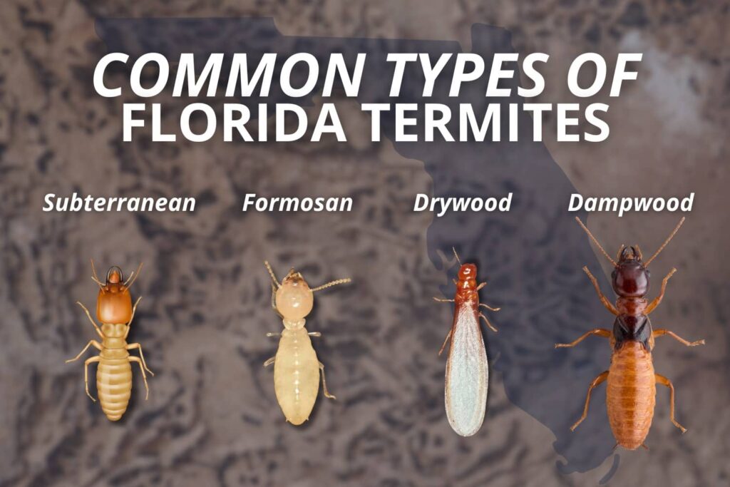 An educational chart detailing what do termites look like in Florida, comparing subterranean, Formosan, drywood, and dampwood species for a WDO inspection by Accurate Home Inspectors of Florida.