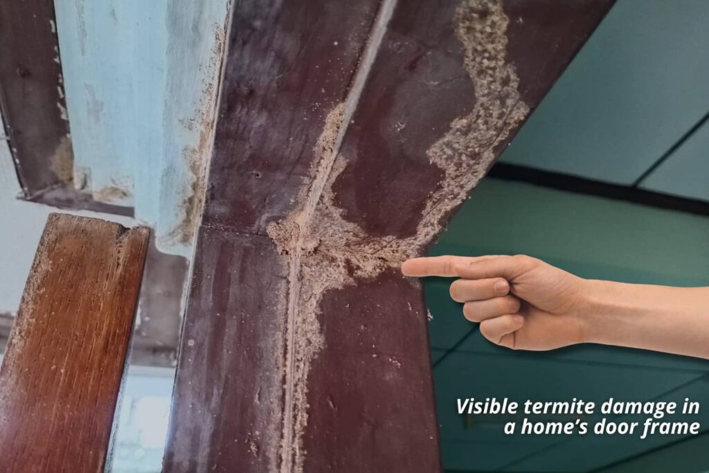 Close-up of structural termite damage on a door frame, showing why it is critical to know what do termites look like in Florida, from Accurate Home Inspectors of Florida.