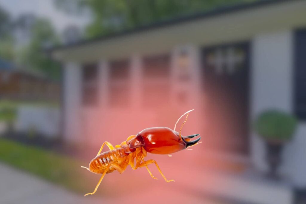 A close-up graphic of a termite soldier insect superimposed over a blurred Southwest Florida home, answering the question of what do termites look like in Florida for clients of Accurate Home Inspectors of Florida.