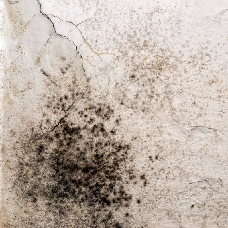 Mold spreading on a water-damaged wall